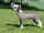 Chinese Crested Dog