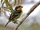 Glided Barbet