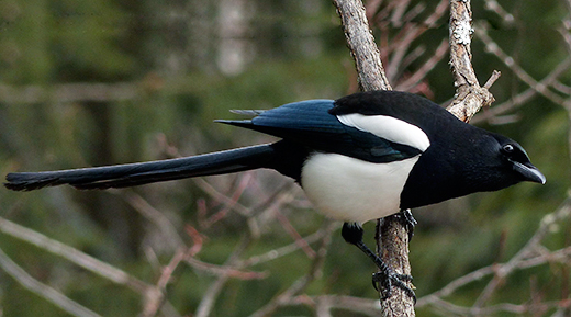Black-billed magpie - Wikipedia