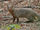 Indian Grey Mongoose
