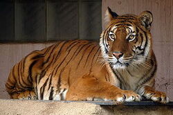 Bengal tiger(Maneater), Fear world Wiki