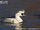 Smew