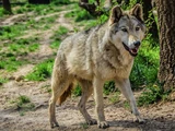 Eurasian Wolf