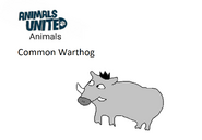 Common Warthog