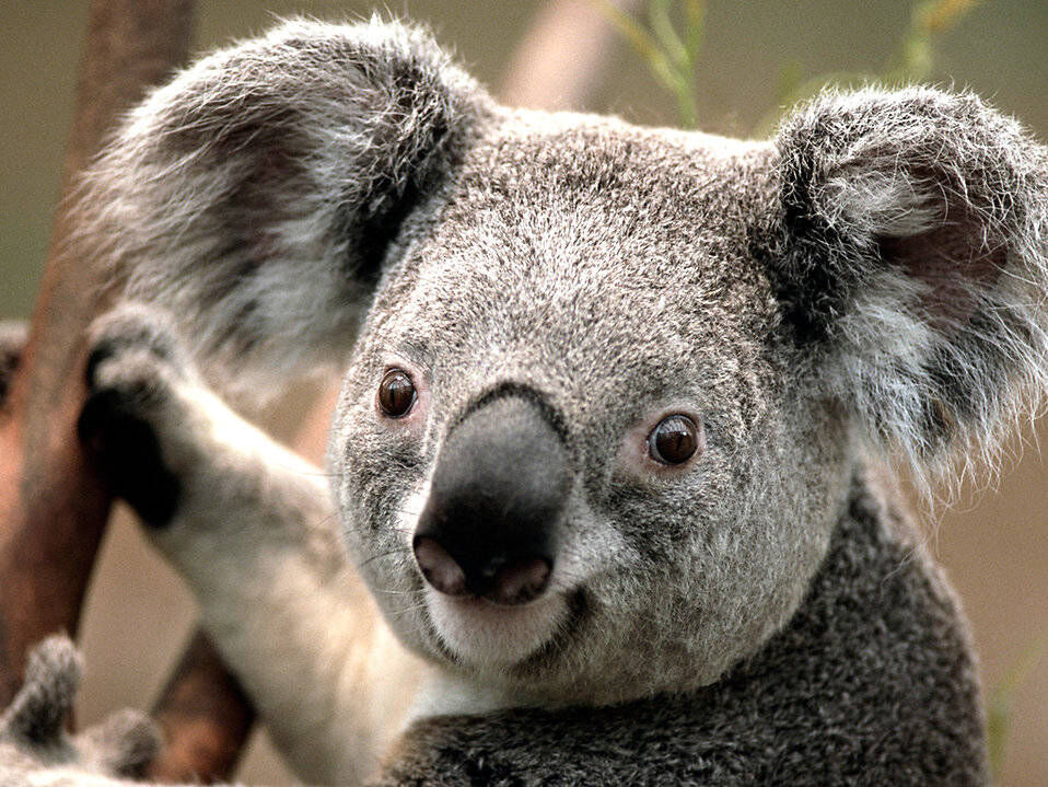 Koala | Animals Wiki | Fandom Koala | Animals Wiki | Fandom