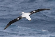 Wandering albatros.jpg (37 KB)