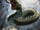 Jörmungandr