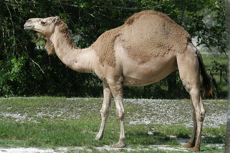 Dromedary Camel | Animals Wiki | Fandom Dromedary Camel | Animals Wiki | Fandom