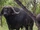 African Cape Buffalo