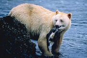 Spirit-bear 904