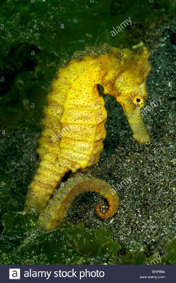 Ocean Animals Alphabet | Animals Wiki | Fandom Ocean Animals Alphabet | Animals Wiki | Fandom