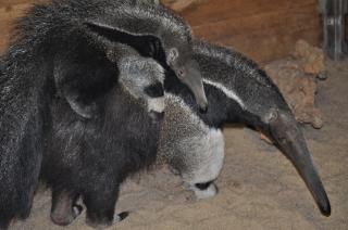 Giant Anteater, Adopt Me! Wiki