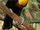 Channel-billed Toucan