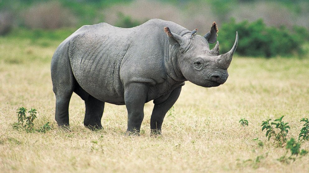 black rhinoceros