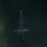 Narnia Albatross.jpg (8 KB)