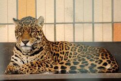 Jaguar | Animals Wiki | Fandom Jaguar | Animals Wiki | Fandom