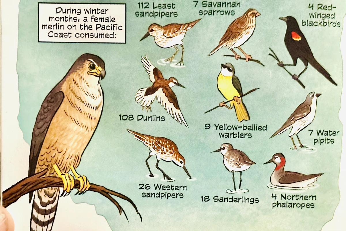 Merlin Bird | Animals Wiki | Fandom