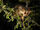 Slender Loris