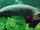 Arapaima