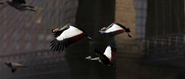 Grey Crowned Crane
