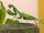 Praying Mantis