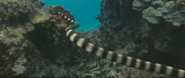 Oceans (2009)