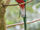 Resplendent Quetzal
