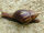 Giant African Snail