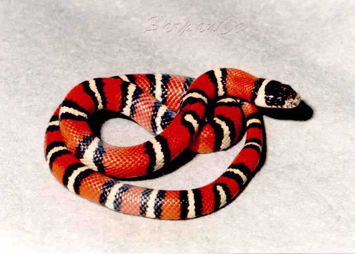 Category:Kingsnakes | Animals Wiki | Fandom