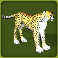 Cheetah-zoo-tycoon