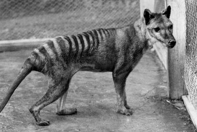 Tasmanian tiger alive in spirit in thylacine-obsessed WA town of