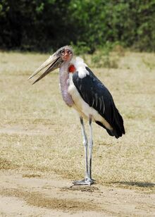 Marabou Stork