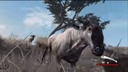 Blue Wildebeests in Cabela's Dangerous Hunts 2011