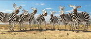 Plains Zebra