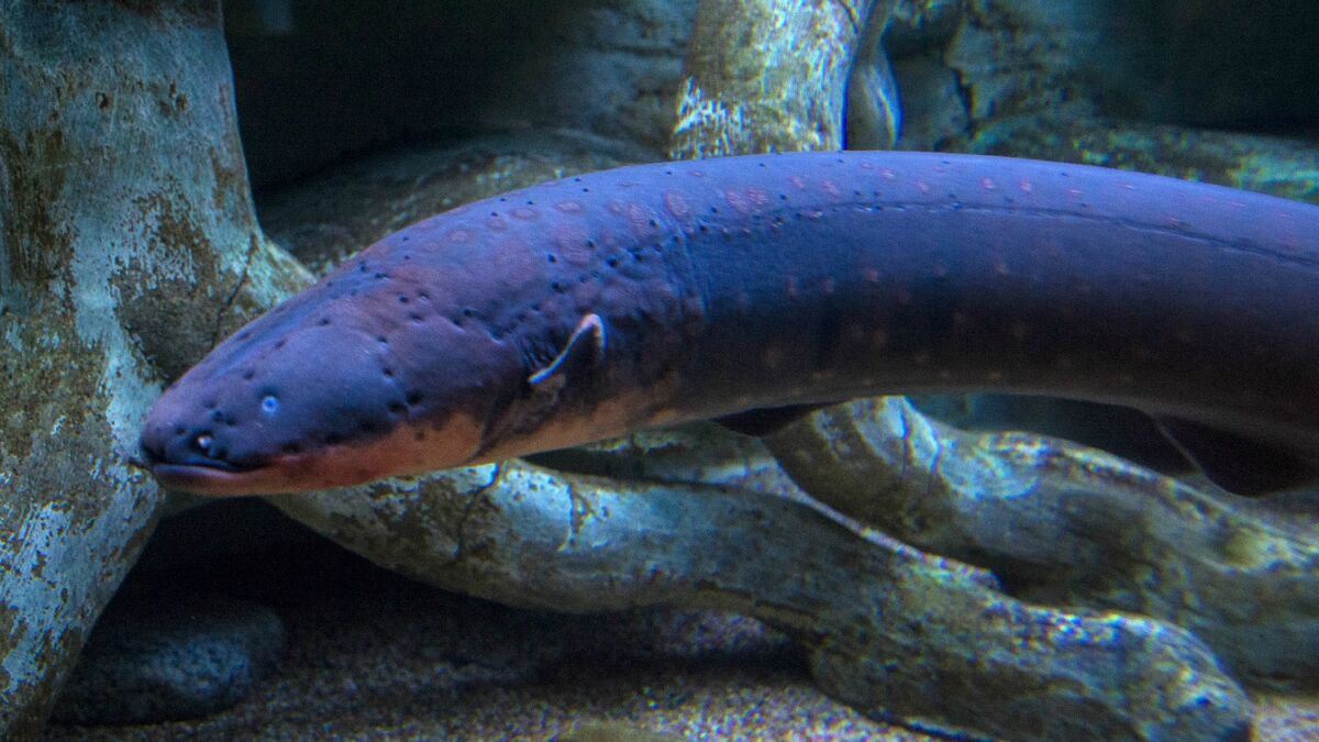 Electric Eel | Animals Wiki | Fandom