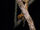 Pygmy Mouse Lemur