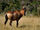 Hartebeest