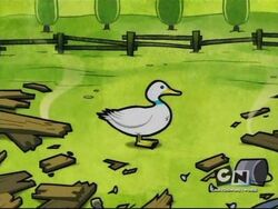 Domestic Duck | Animals Wiki | Fandom Domestic Duck | Animals Wiki | Fandom