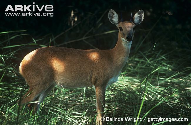 A deer / 鹿 Sika deer - Wikipedia