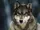 Gray Wolf