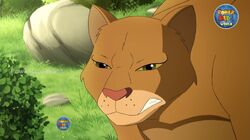 Cougar | Animals Wiki | Fandom Cougar | Animals Wiki | Fandom