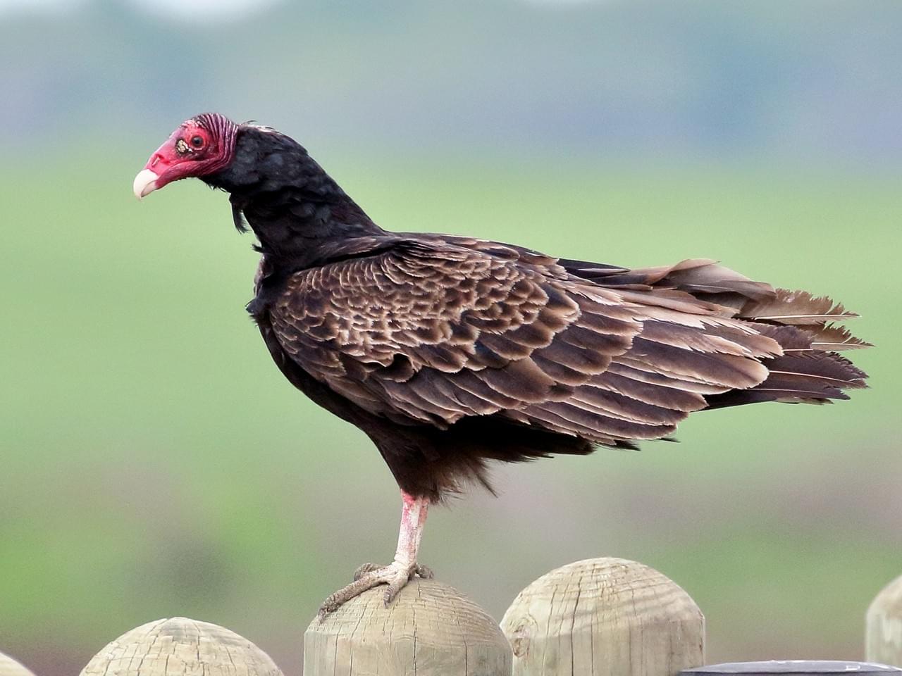 Turkey Vulture | Animals Wiki | Fandom