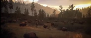 American Bisons in Hunting Simulator 3.jpeg (253 KB)