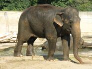 Elephant, Asian