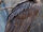 Cinereous Vulture