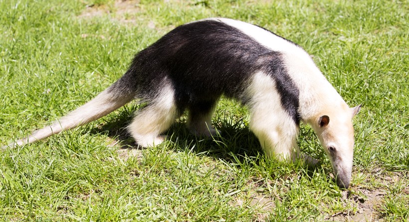 Southern tamandua - Wikipedia