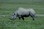 Black Rhinoceros Grazing