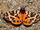 Garden Tiger Moth