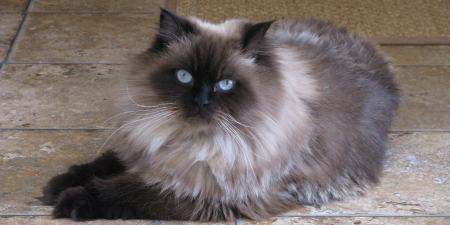 himalayan cat grey