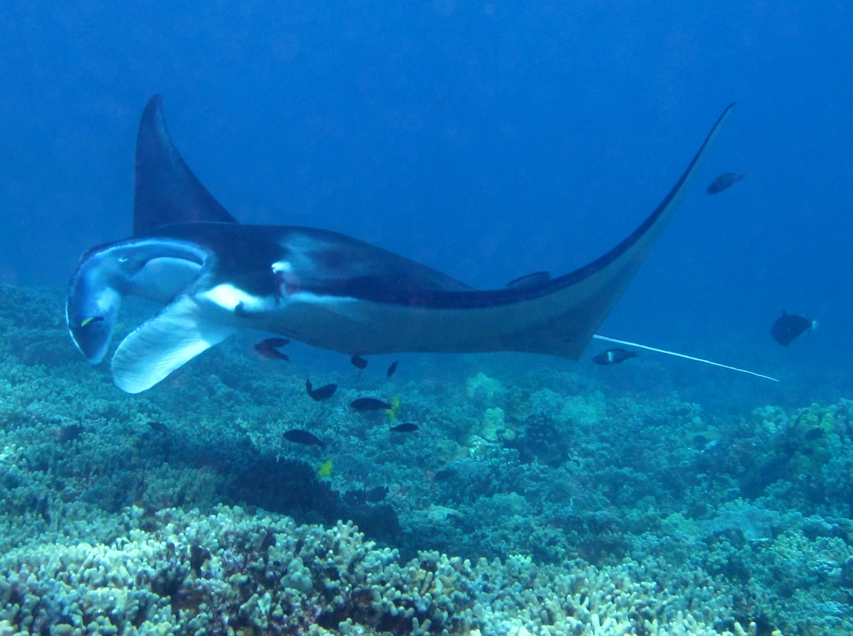 Reef Manta Ray | Animals Wiki | Fandom